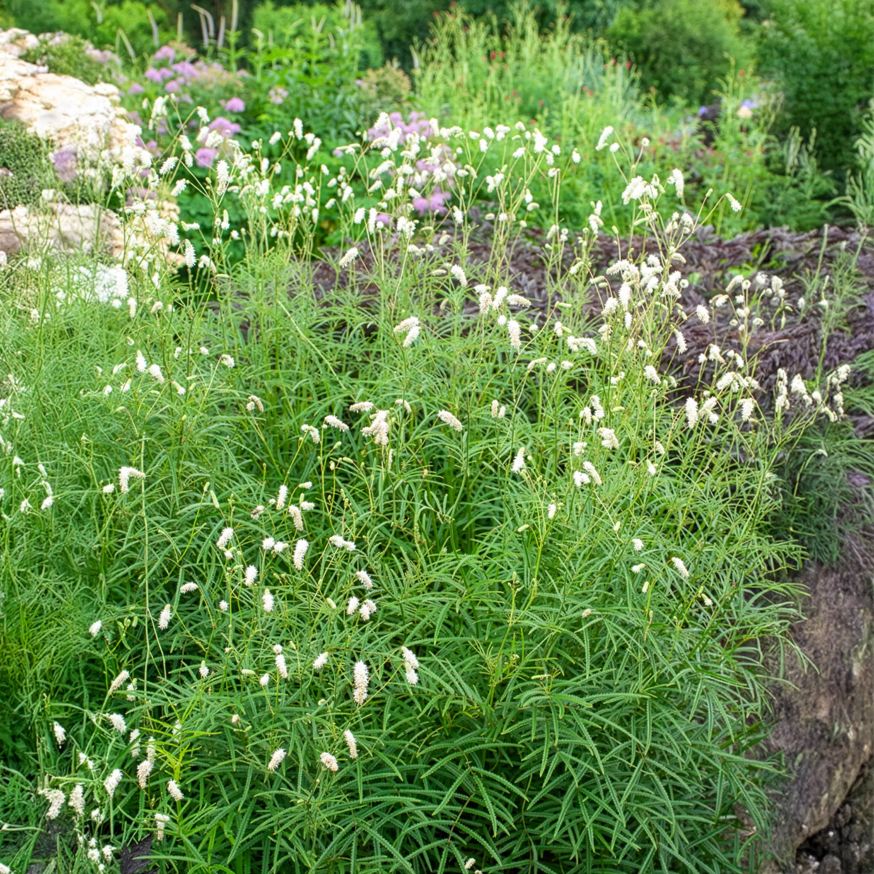 Pimprenelle blanche - Sanguisorbe - Image 3