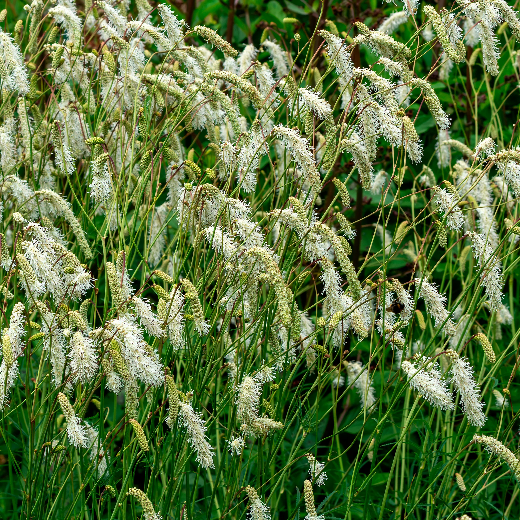 Pimprenelle blanche - Sanguisorbe - Image 4