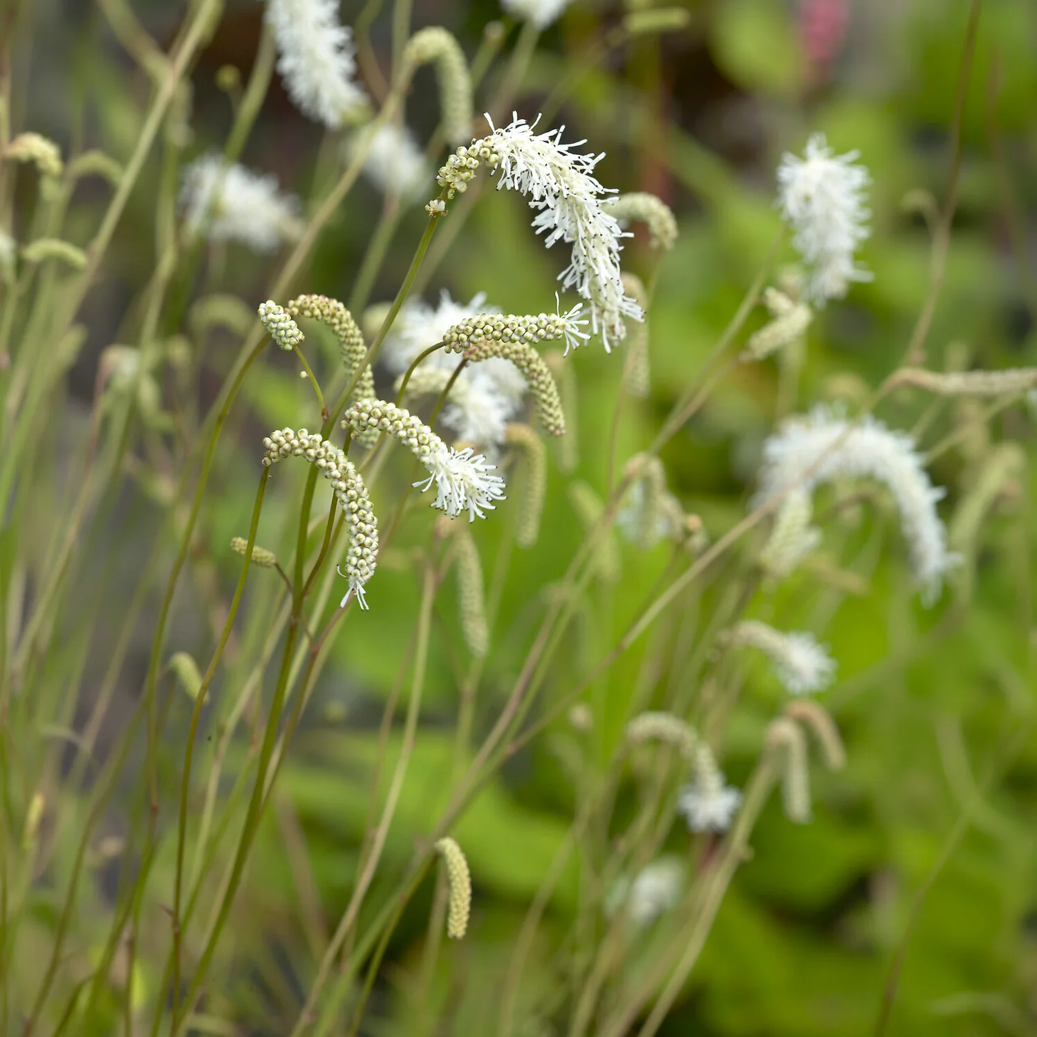 Pimprenelle blanche - Sanguisorbe - Image 5