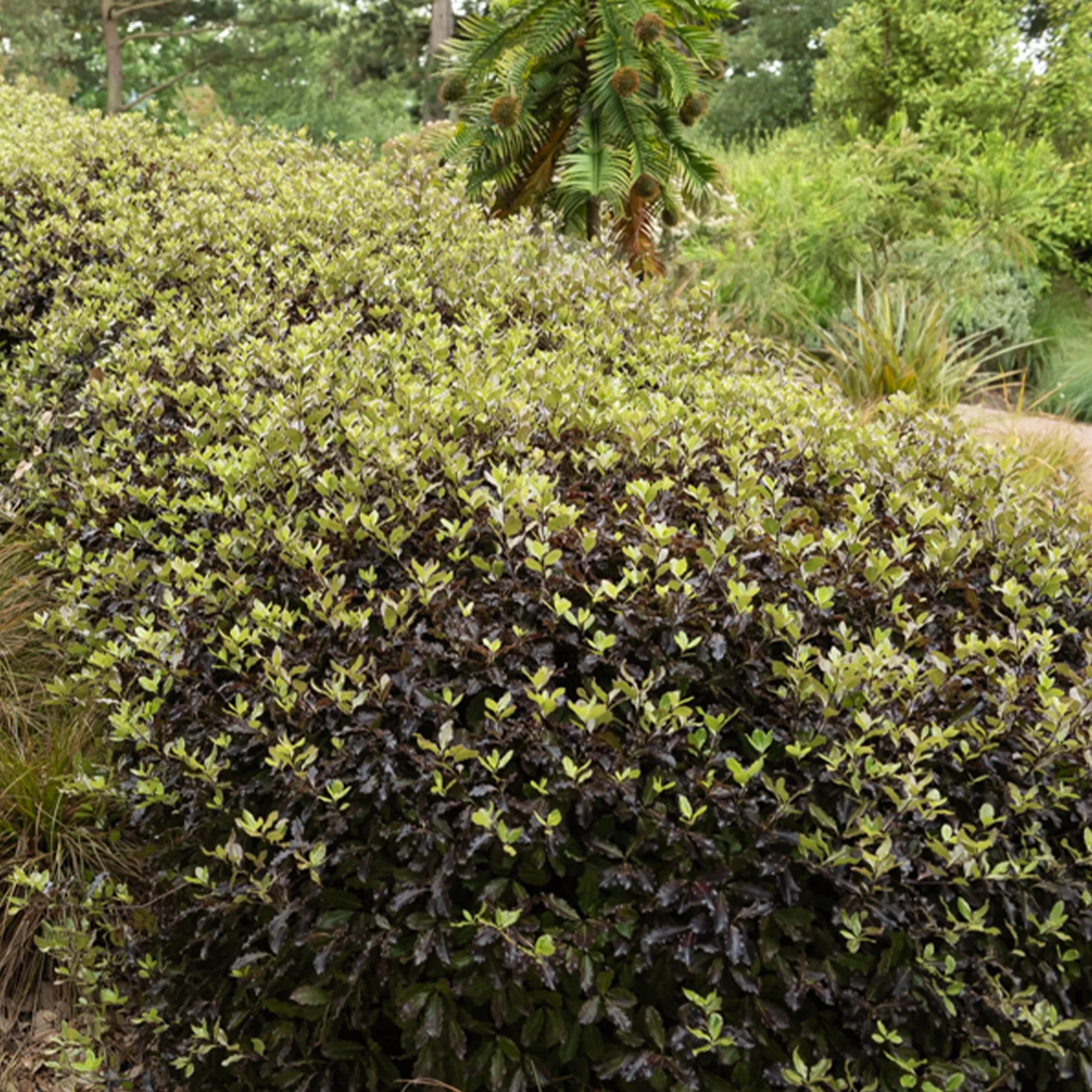 Pittosporum tenuifolium Tom Thumb - Image 3