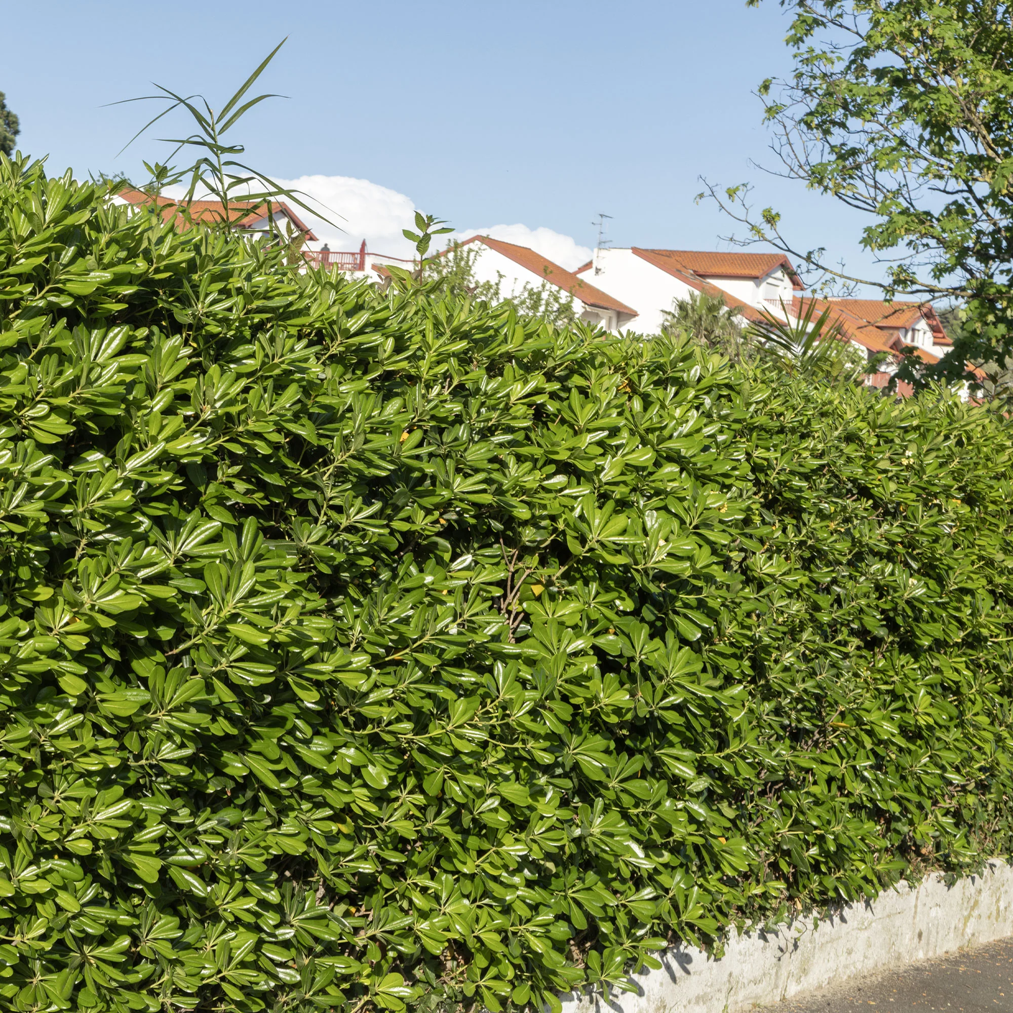 Pittosporum tobira - Image 6