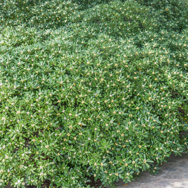 Pittosporum tobira - Image 8