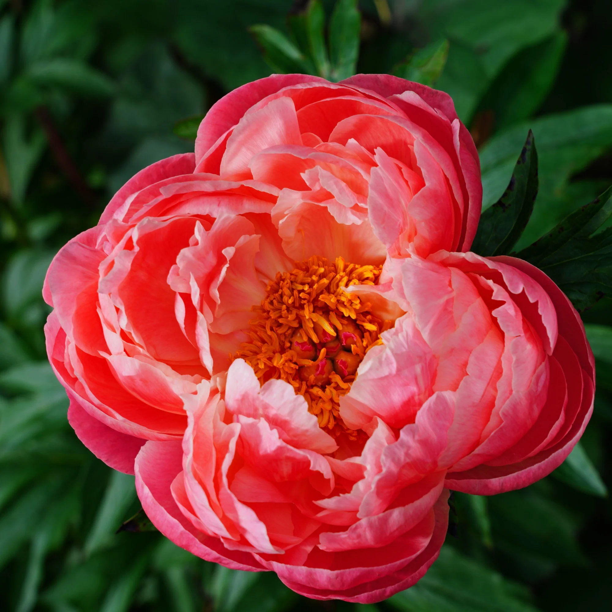 Pivoine Coral Charm - Image 4