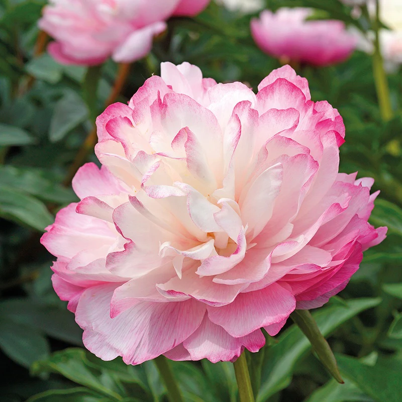 Pivoine Lactiflora Joker