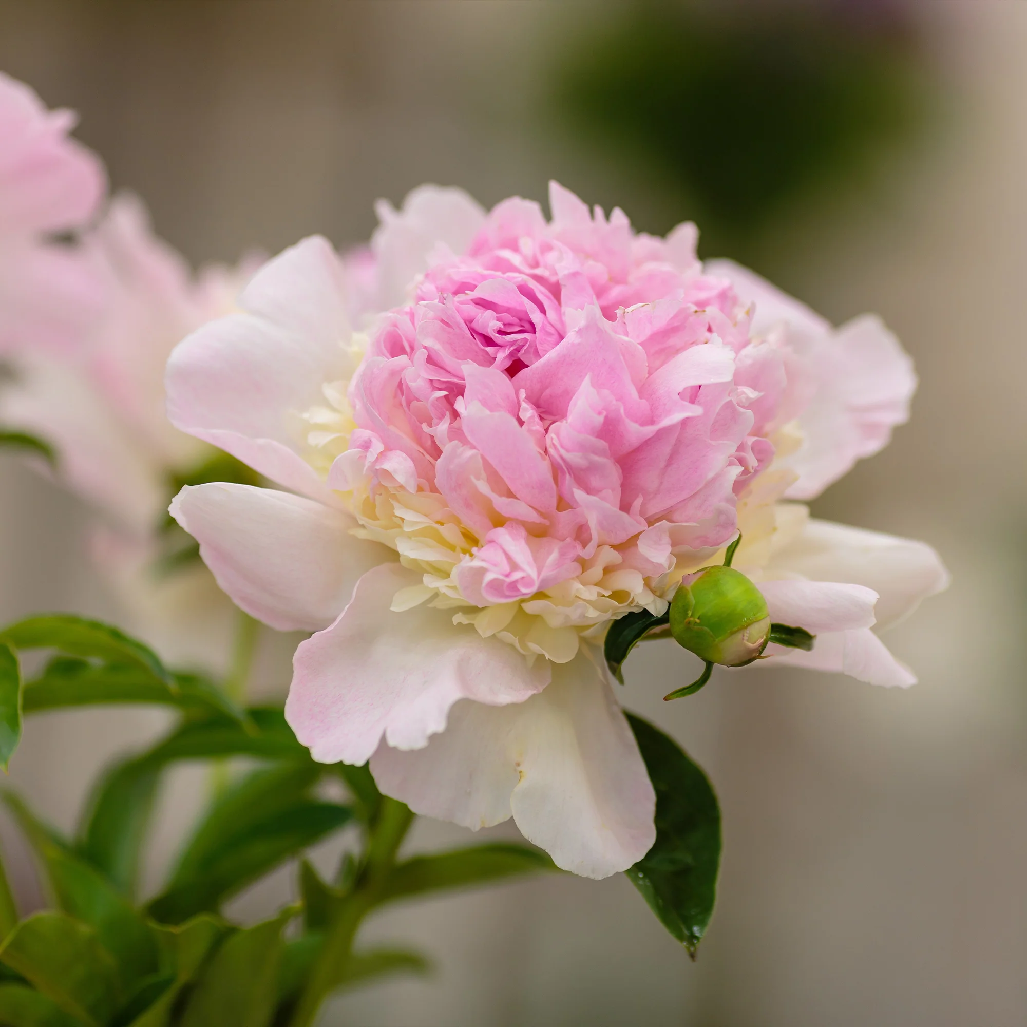 Pivoine Raspberry Sundae