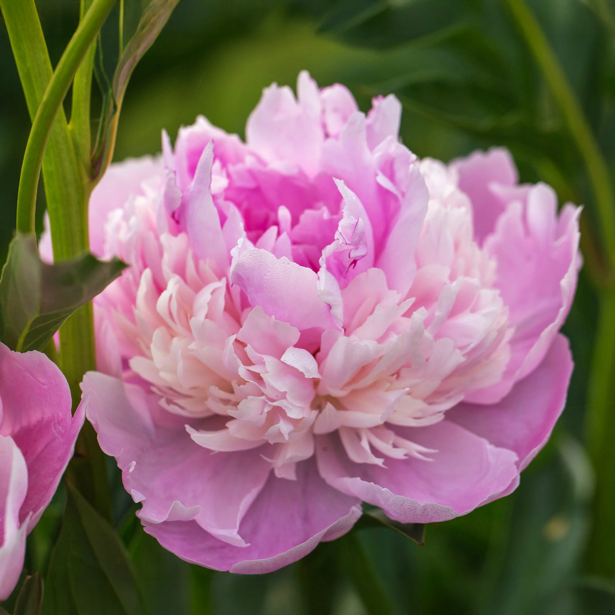 Pivoine 'Sorbet' - Image 2