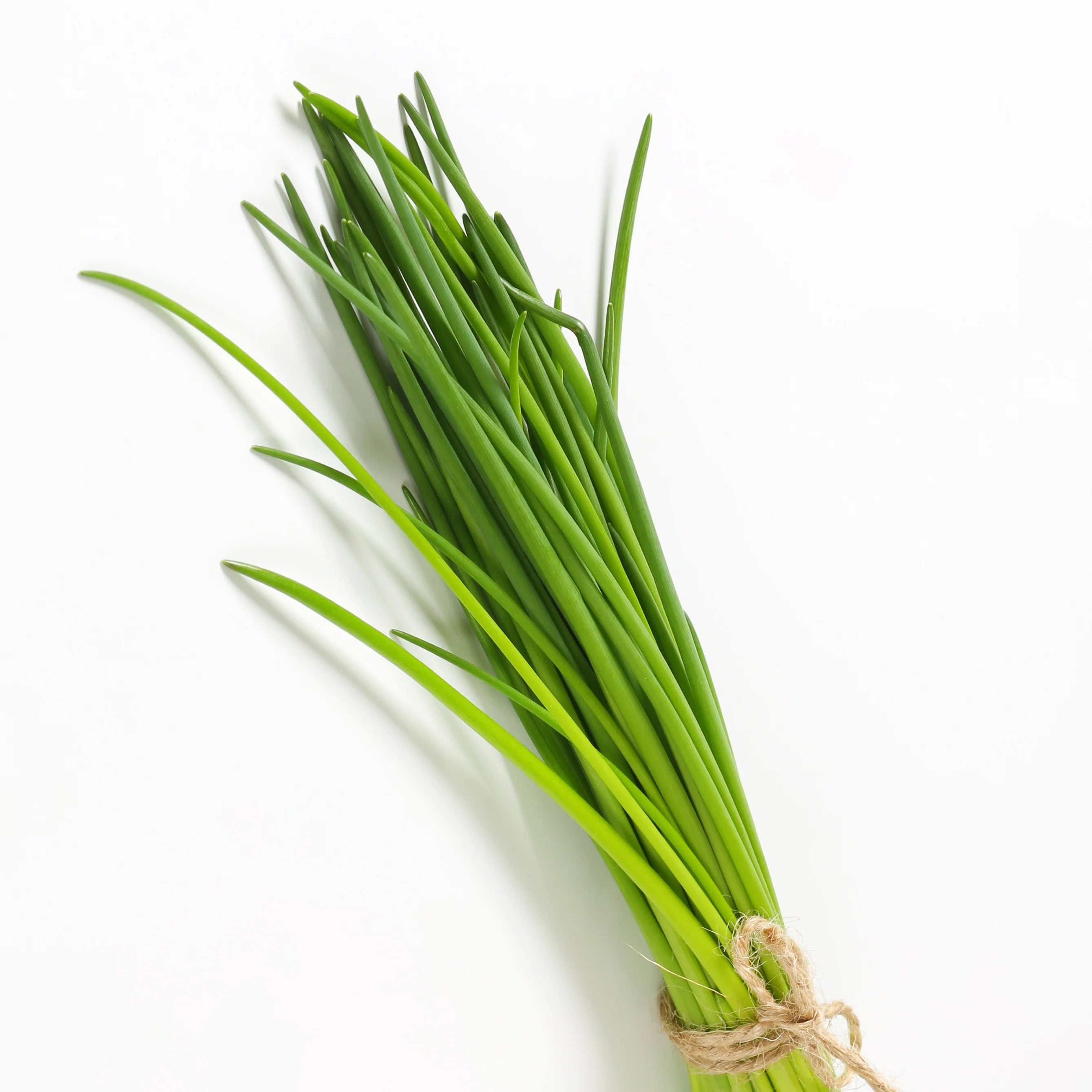 Plant Ciboulette