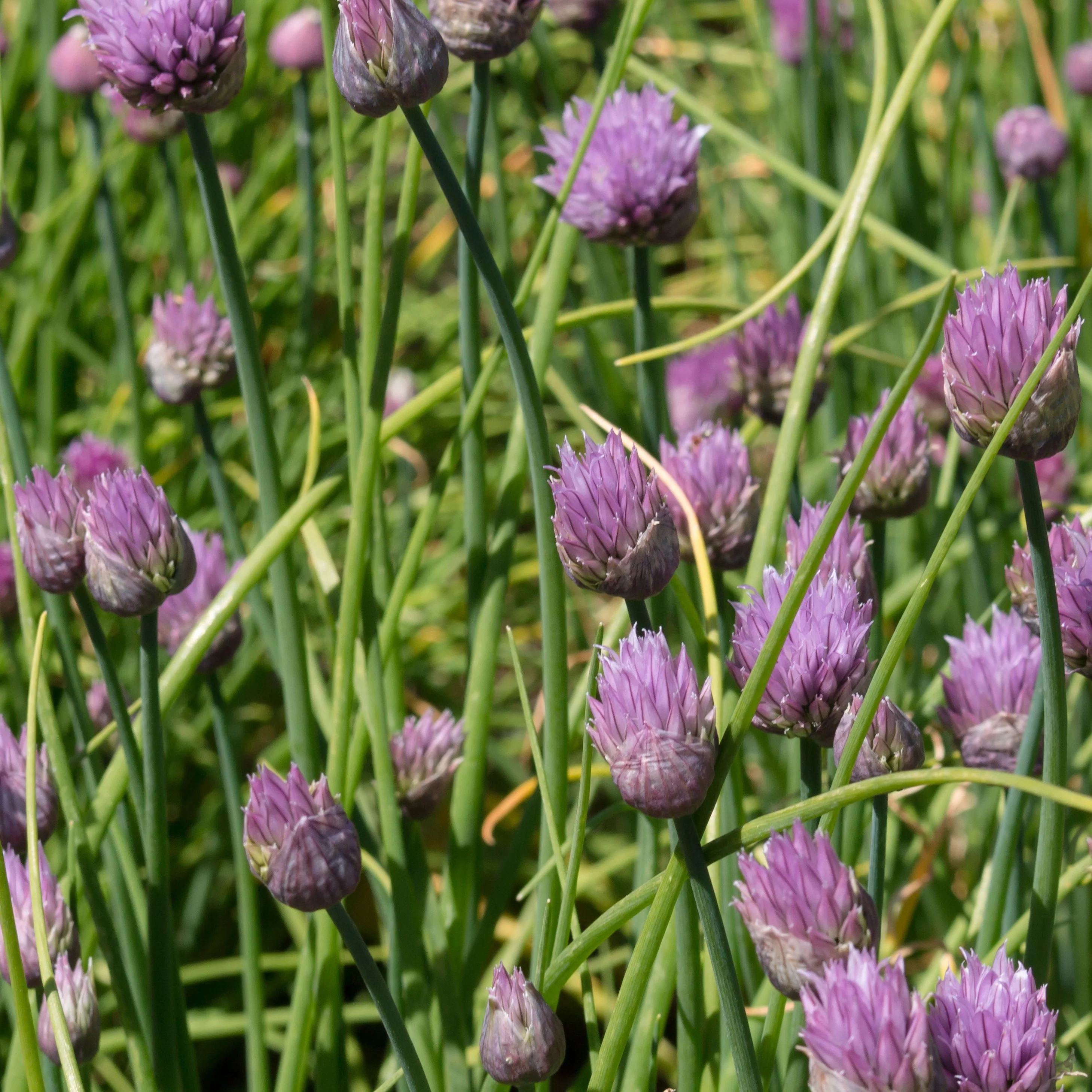 Plant Ciboulette - Image 3
