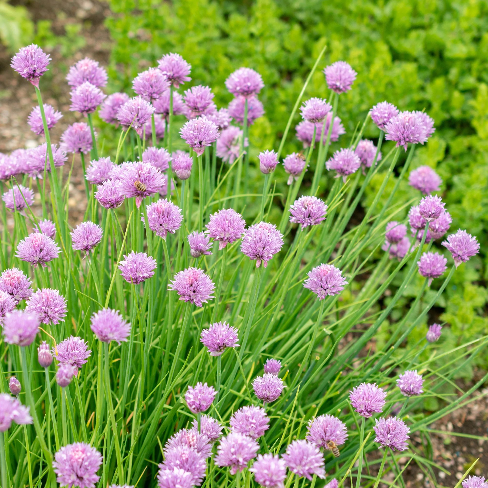 Plant Ciboulette - Image 6