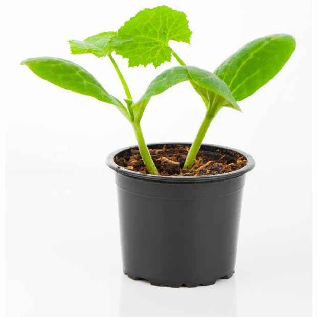 Plant Courgette jaune Sunlight F1 - Image 2