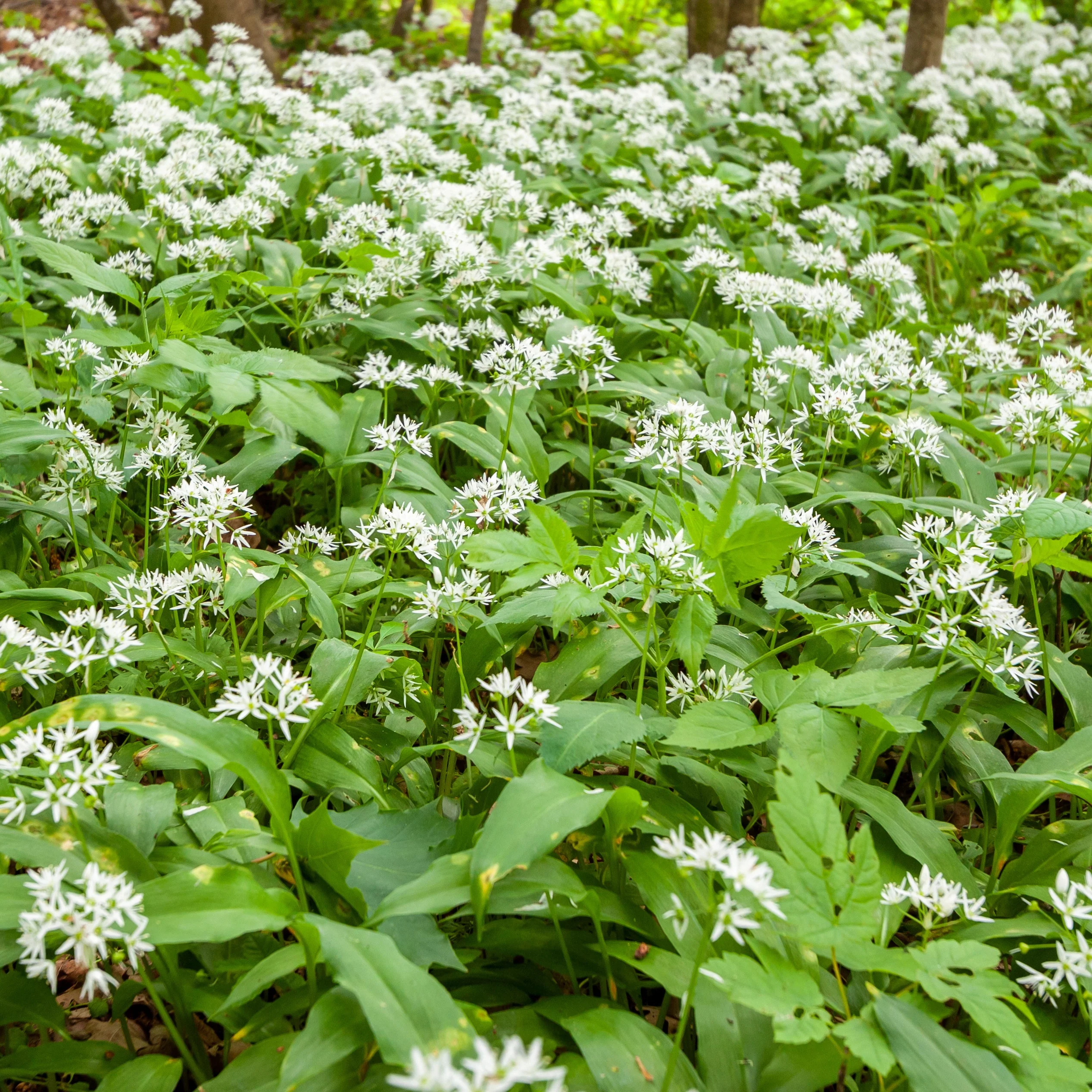 Plant d'Ail des Ours - Image 3