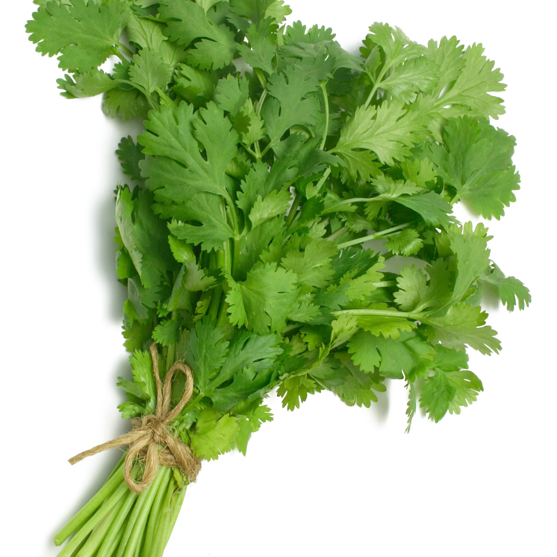 Plant de Coriandre