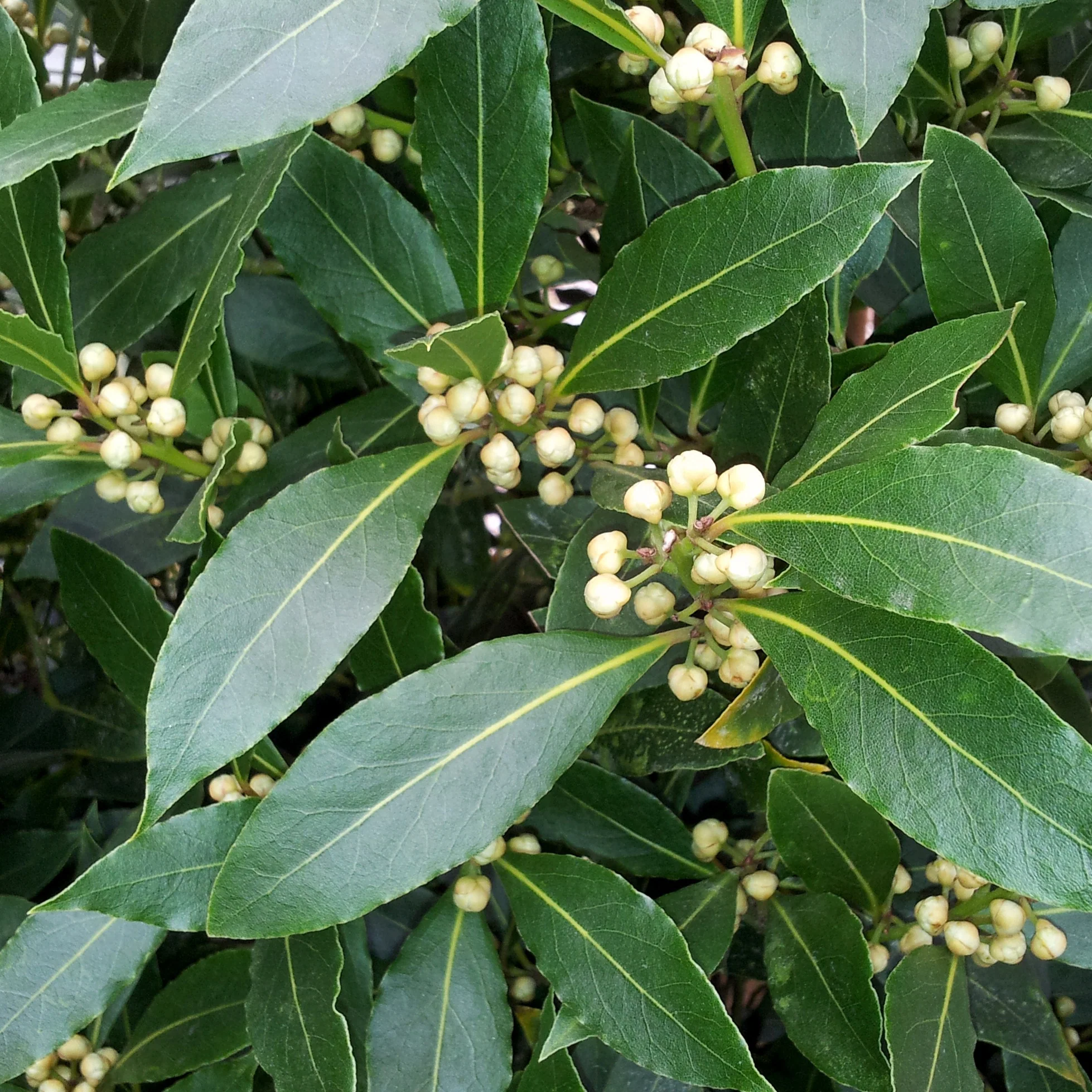 Plant Laurier sauce - Image 2