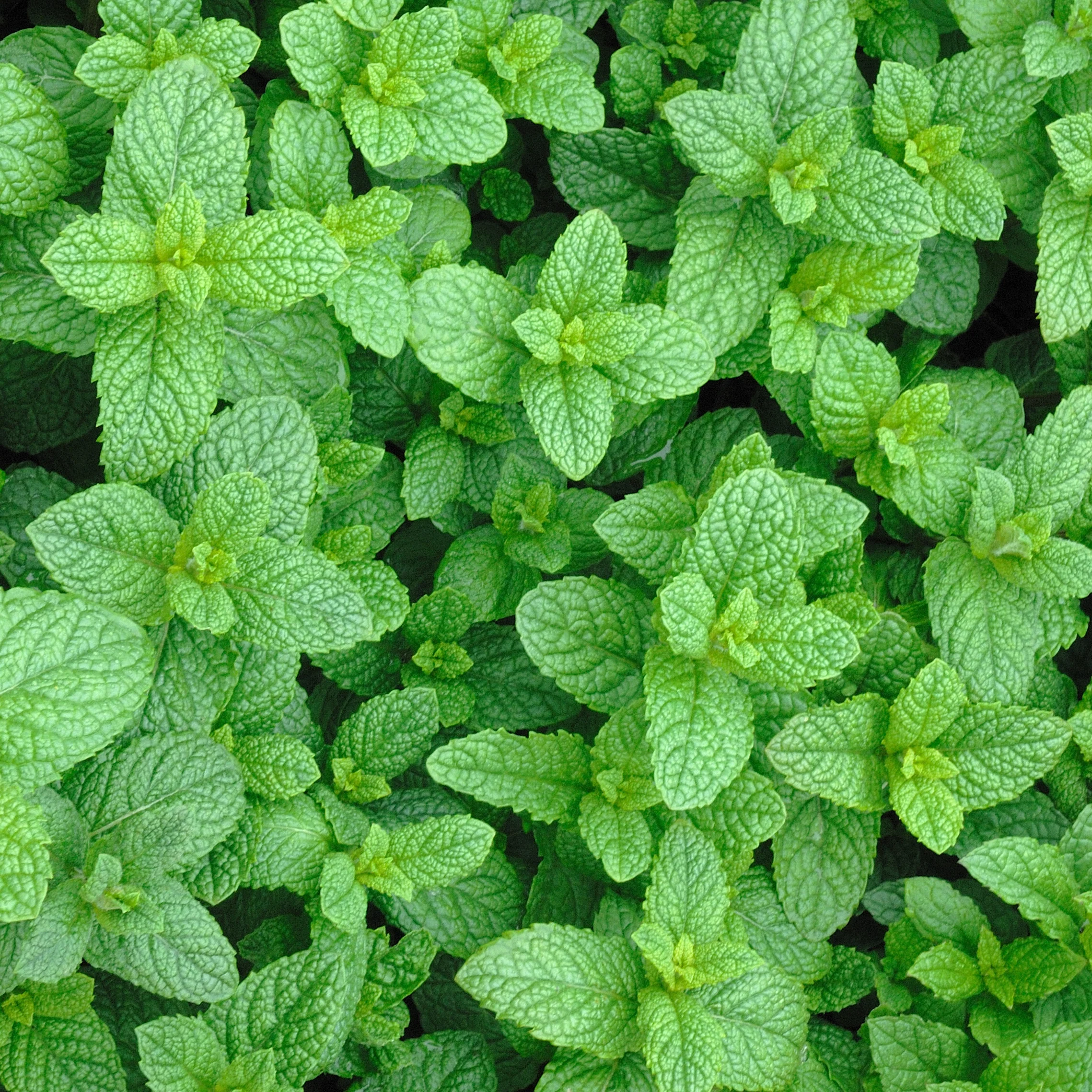 Plant Menthe marocaine