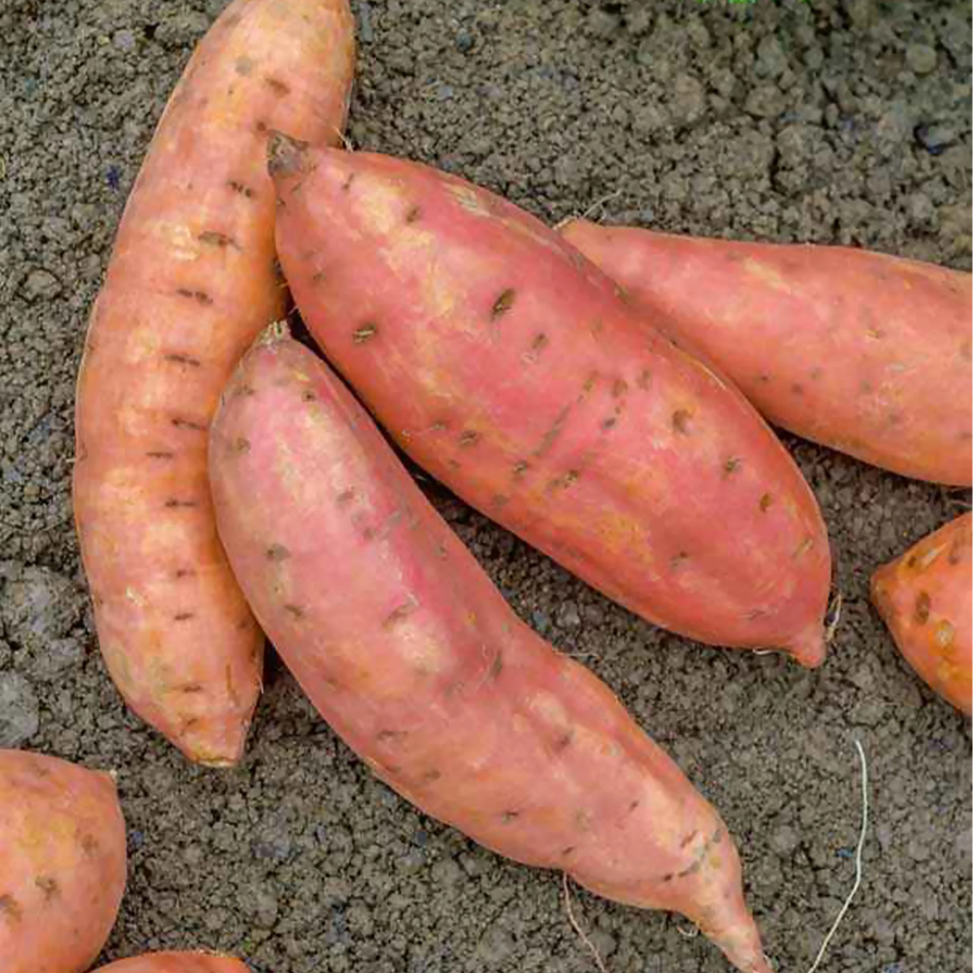 Plant Patate douce