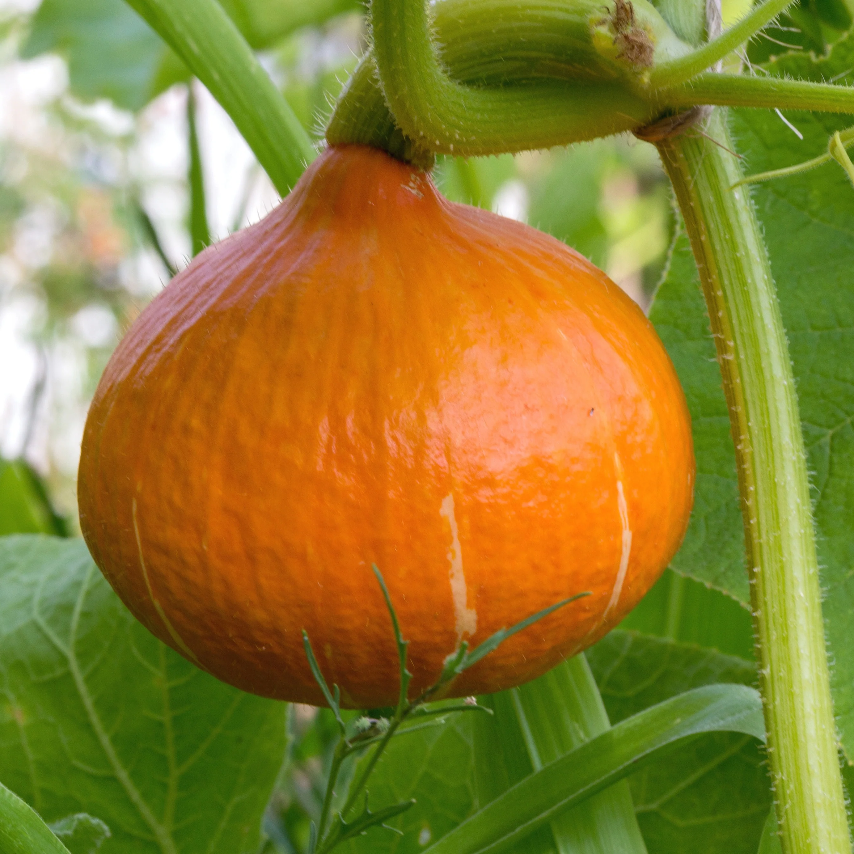 Plant Potimarron