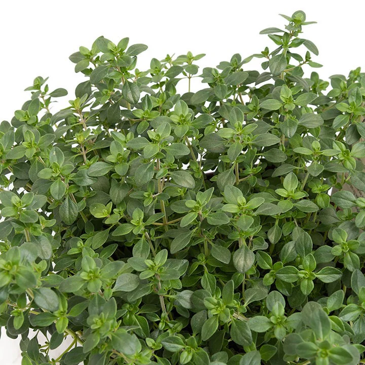 Plant Thym citron