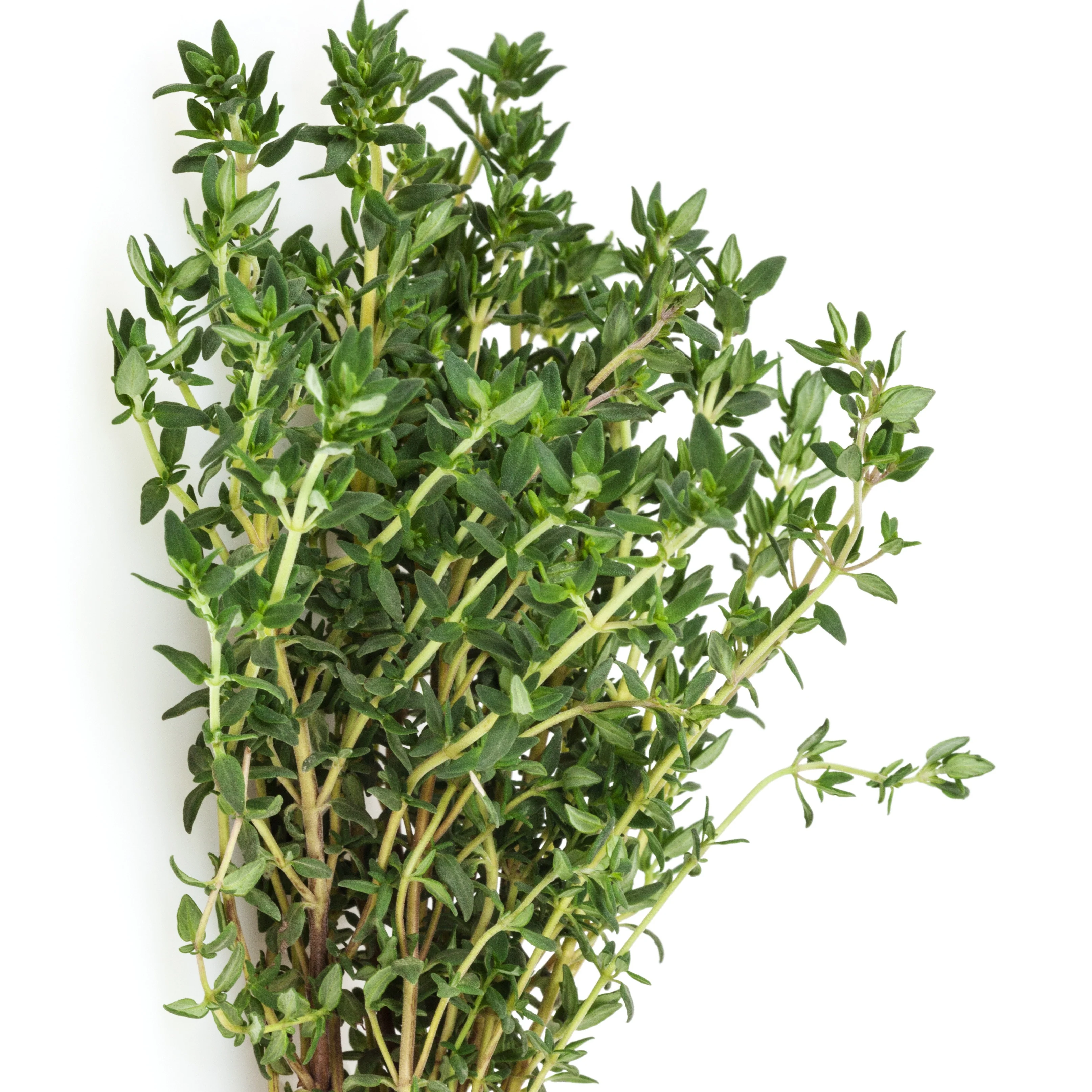 Plant Thym commun