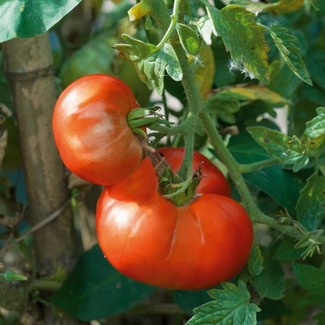 Plant Tomate Marmande - Image 2