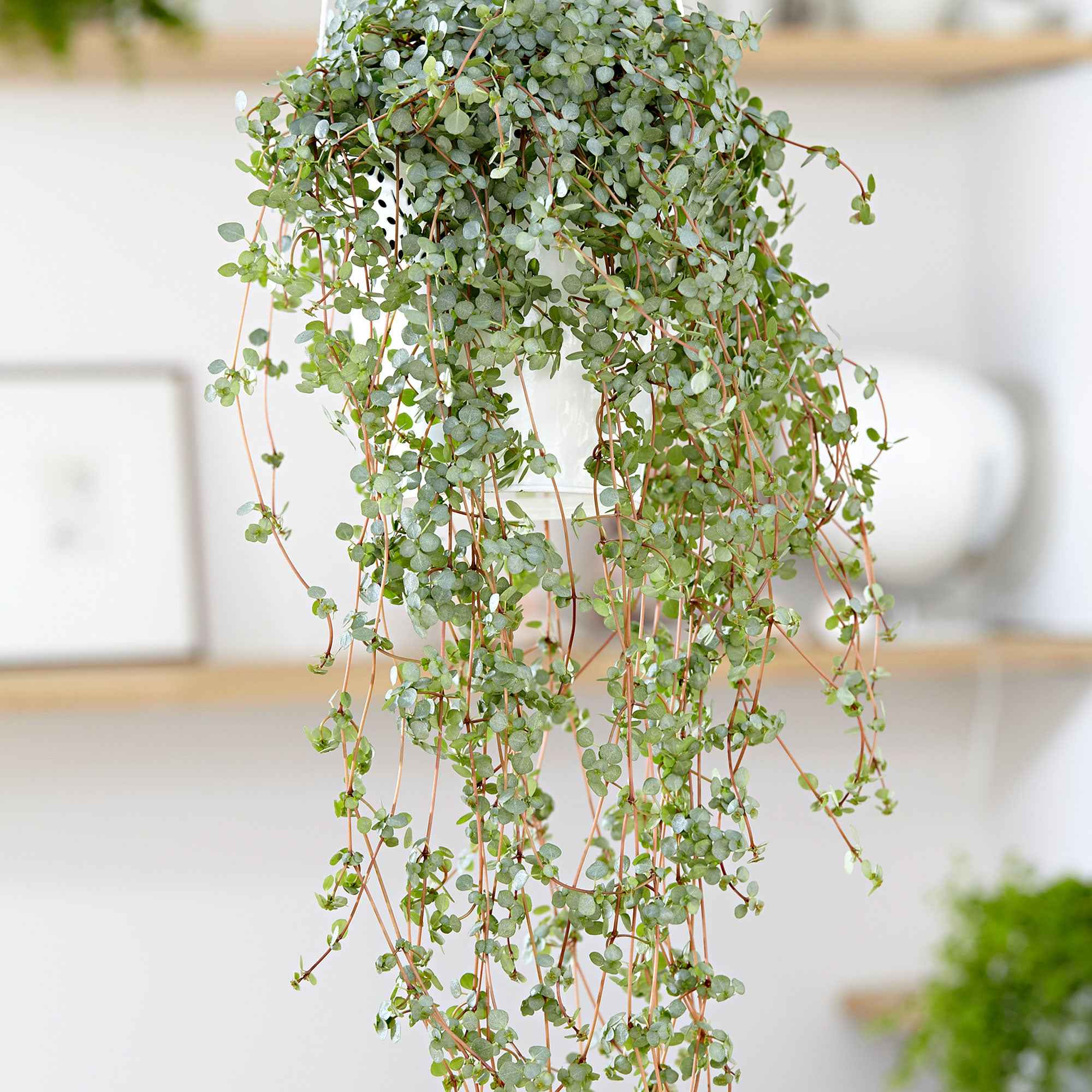 Plante à monnaie chinoise Pilea glaucophylla avec pot suspendu en plastique  - Plante suspendue