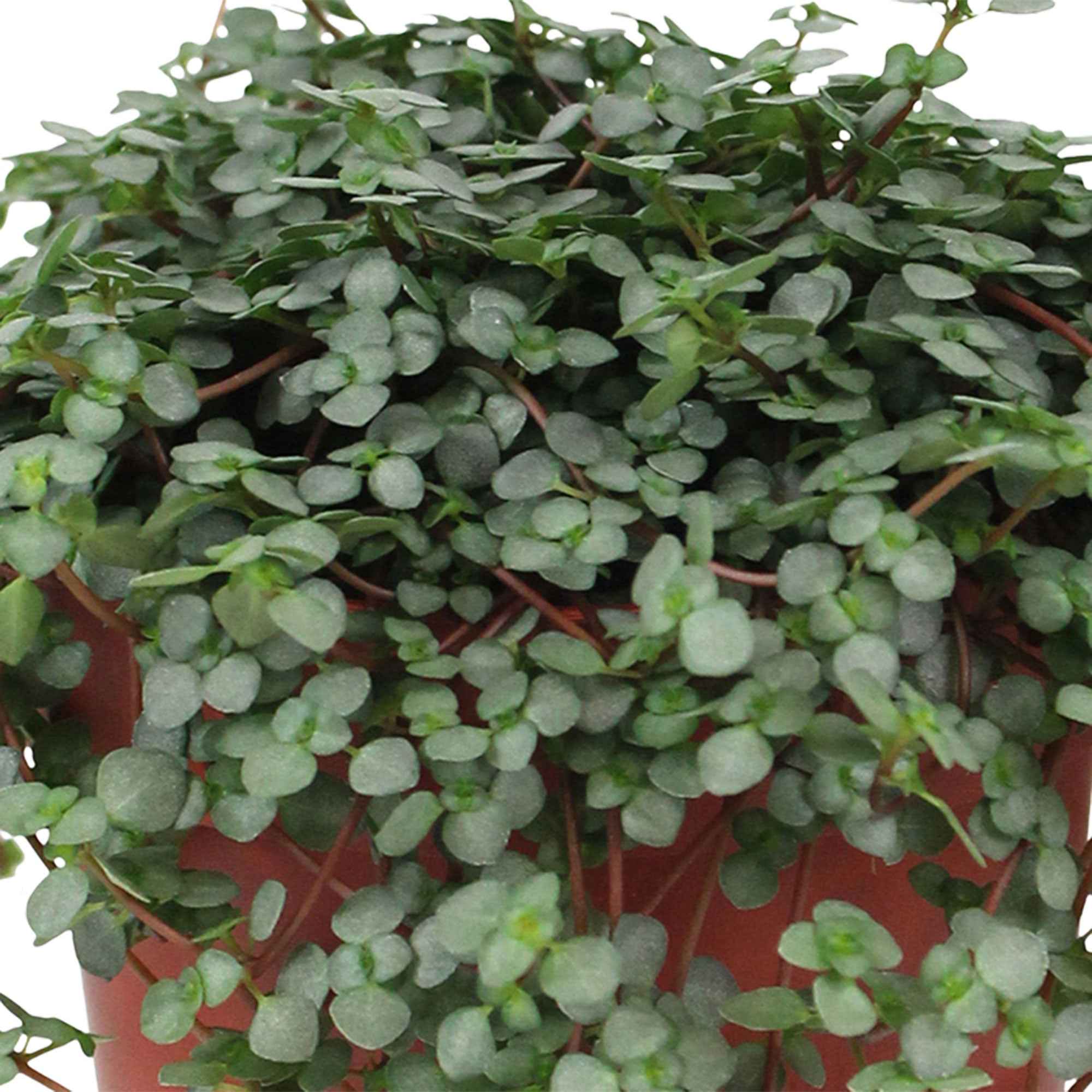 Plante à monnaie chinoise Pilea glaucophylla avec pot suspendu en plastique  - Plante suspendue - Image 2