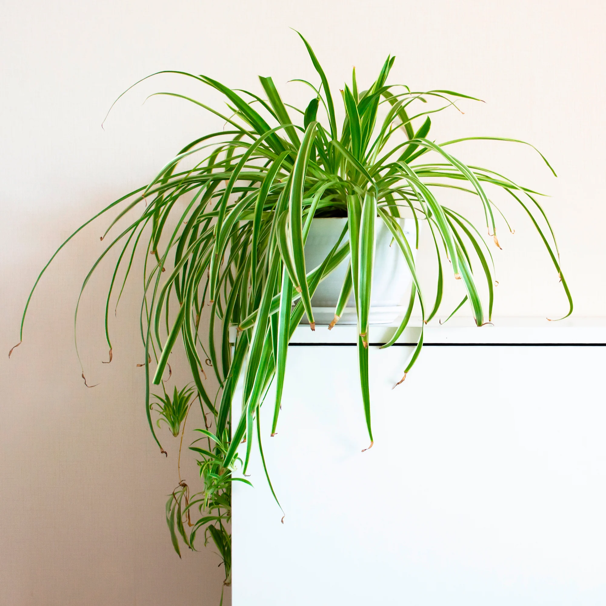 Plante-araignée Chlorophytum 'Vittatum'