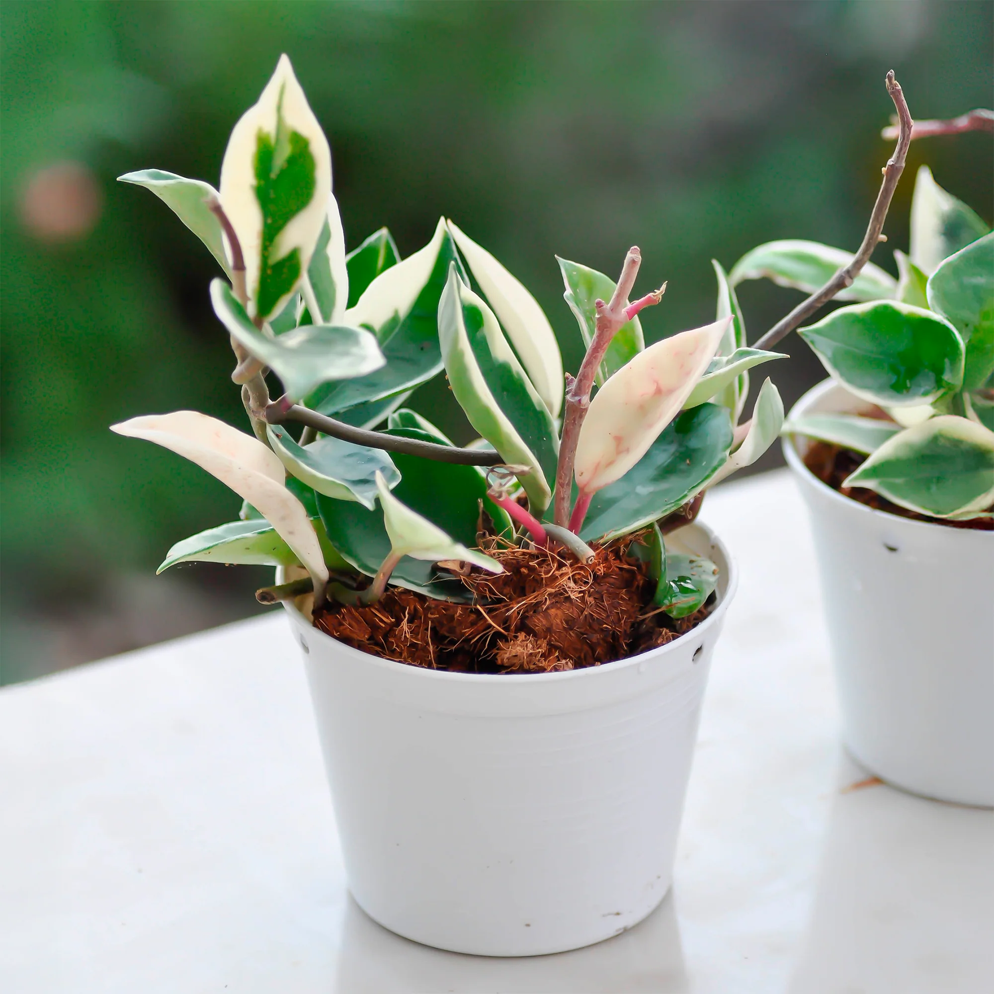 Plante de cire - Image 2