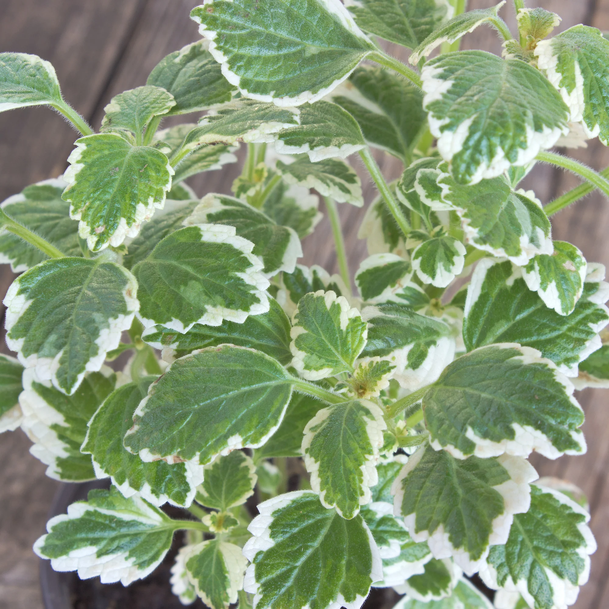 Plectranthus bicolore vert et blanc - Image 2