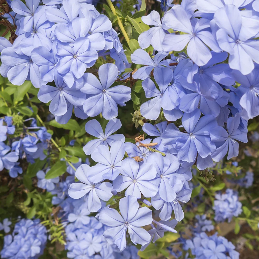 Plumbago