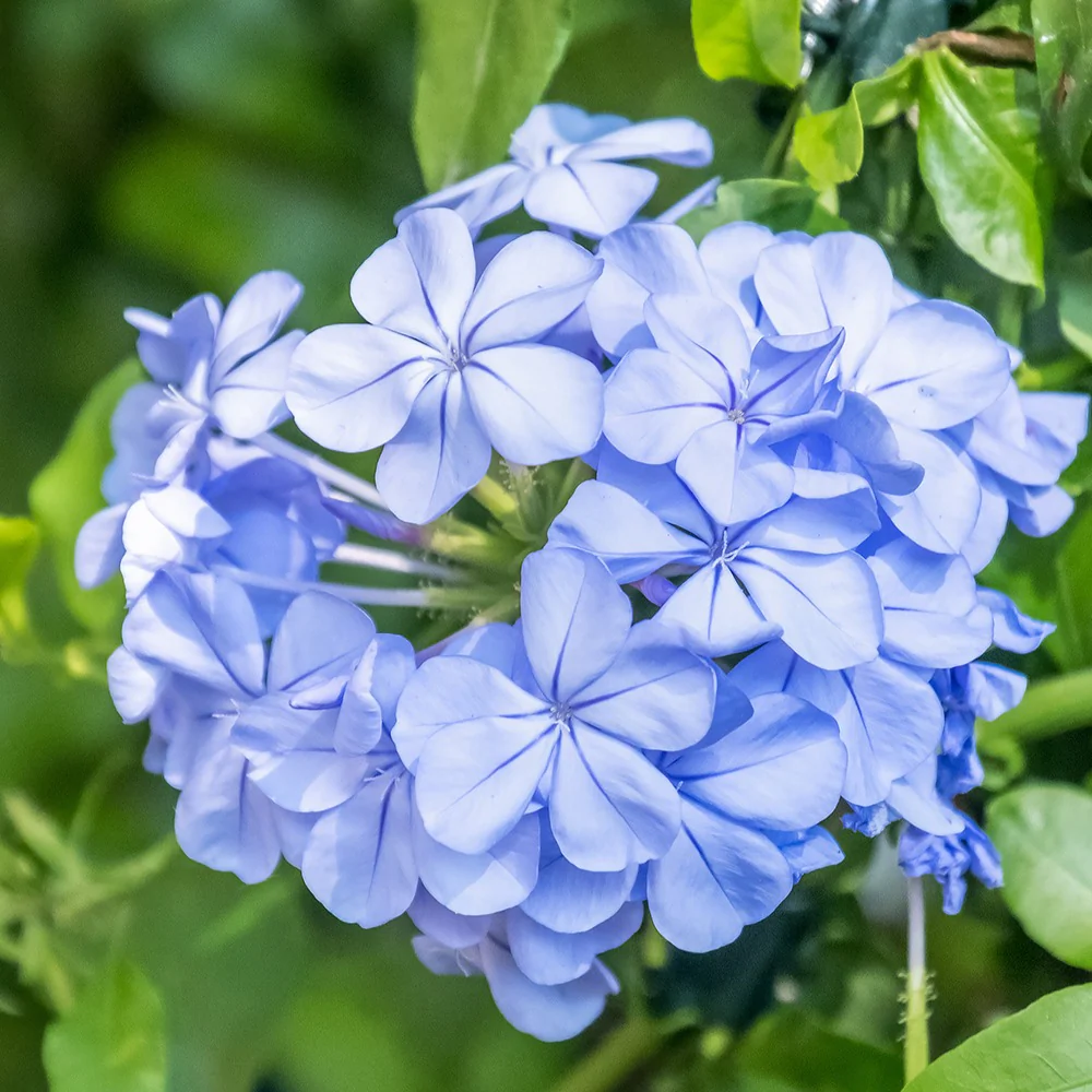 Plumbago - Image 2