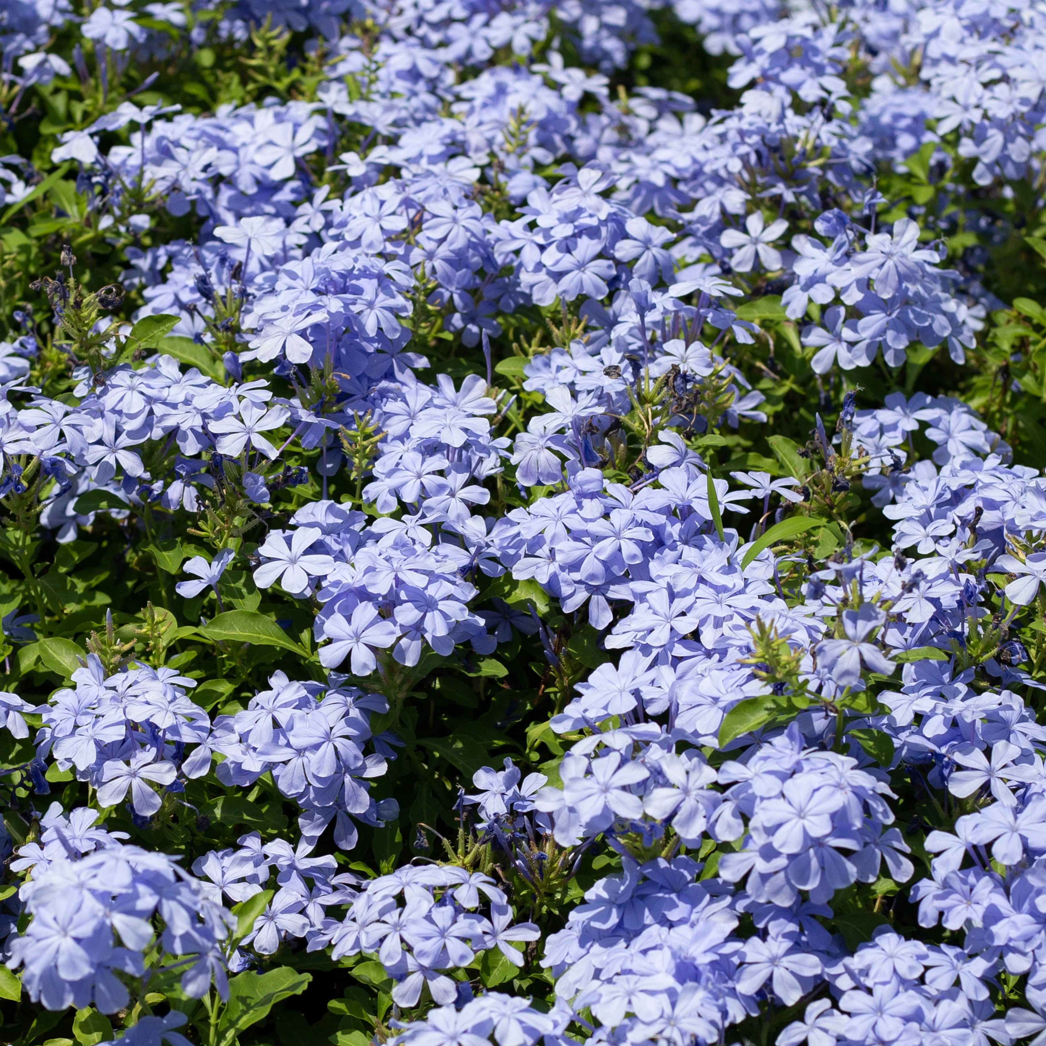Plumbago - Image 3
