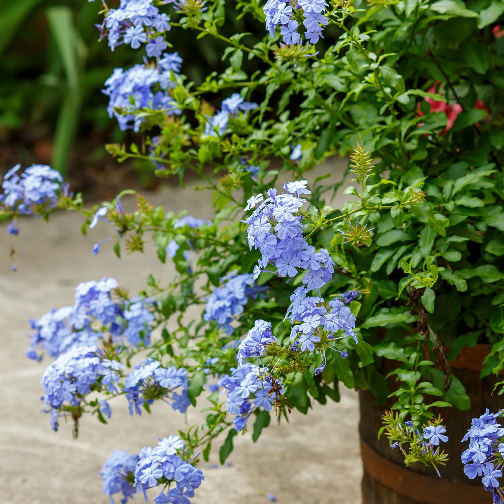 Plumbago - Image 4