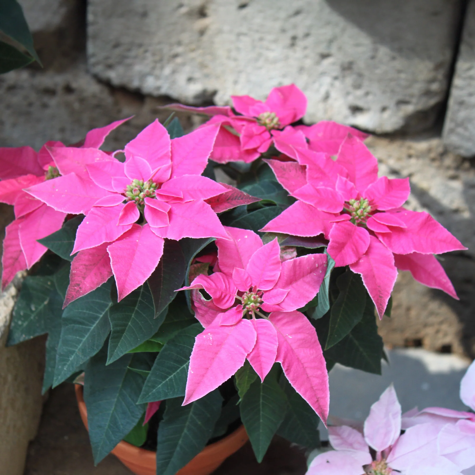 Poinsettia Rose - Image 3