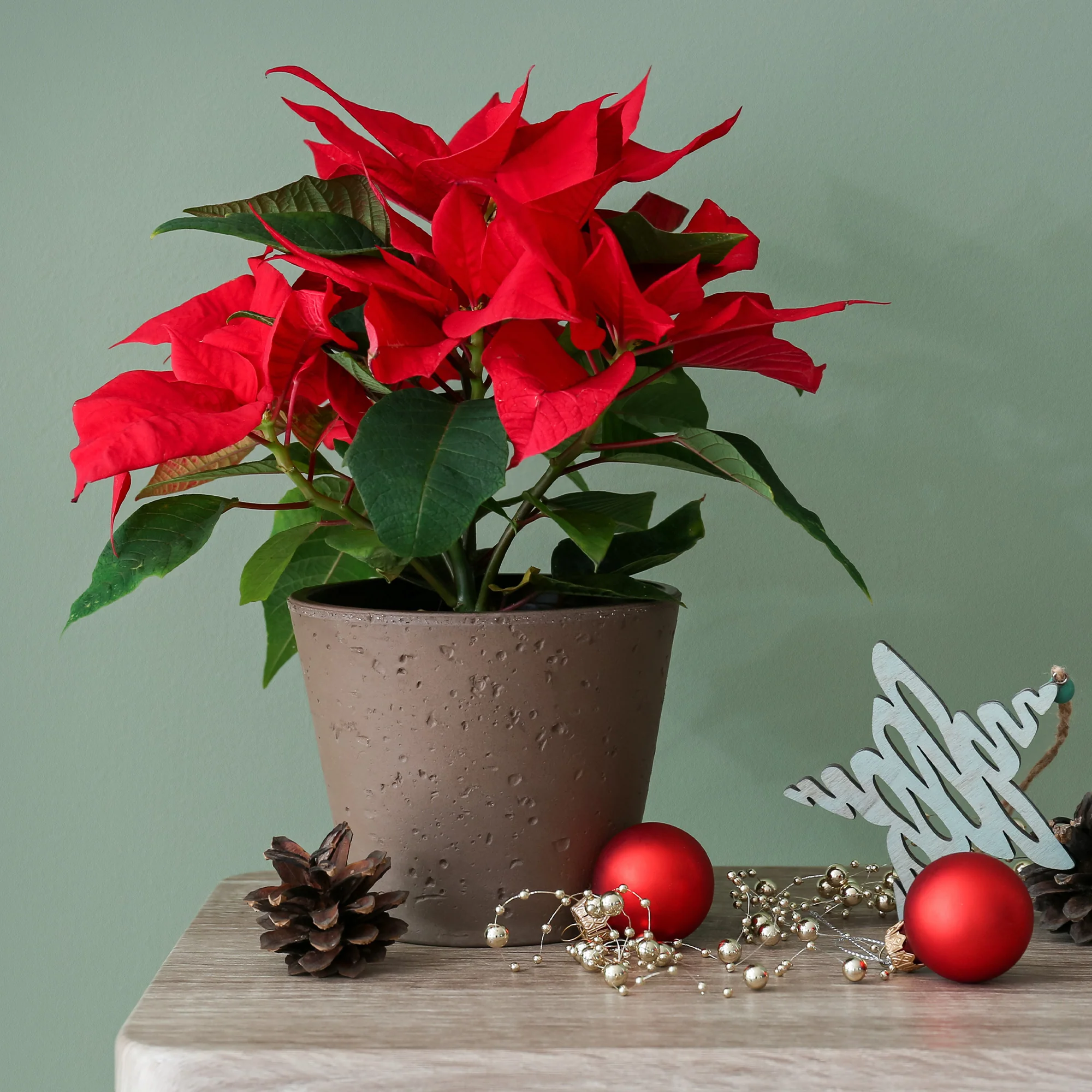 Poinsettia Rouge - Image 3