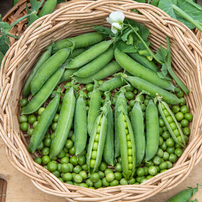 Pois rond nain Petit Provençal - Image 2