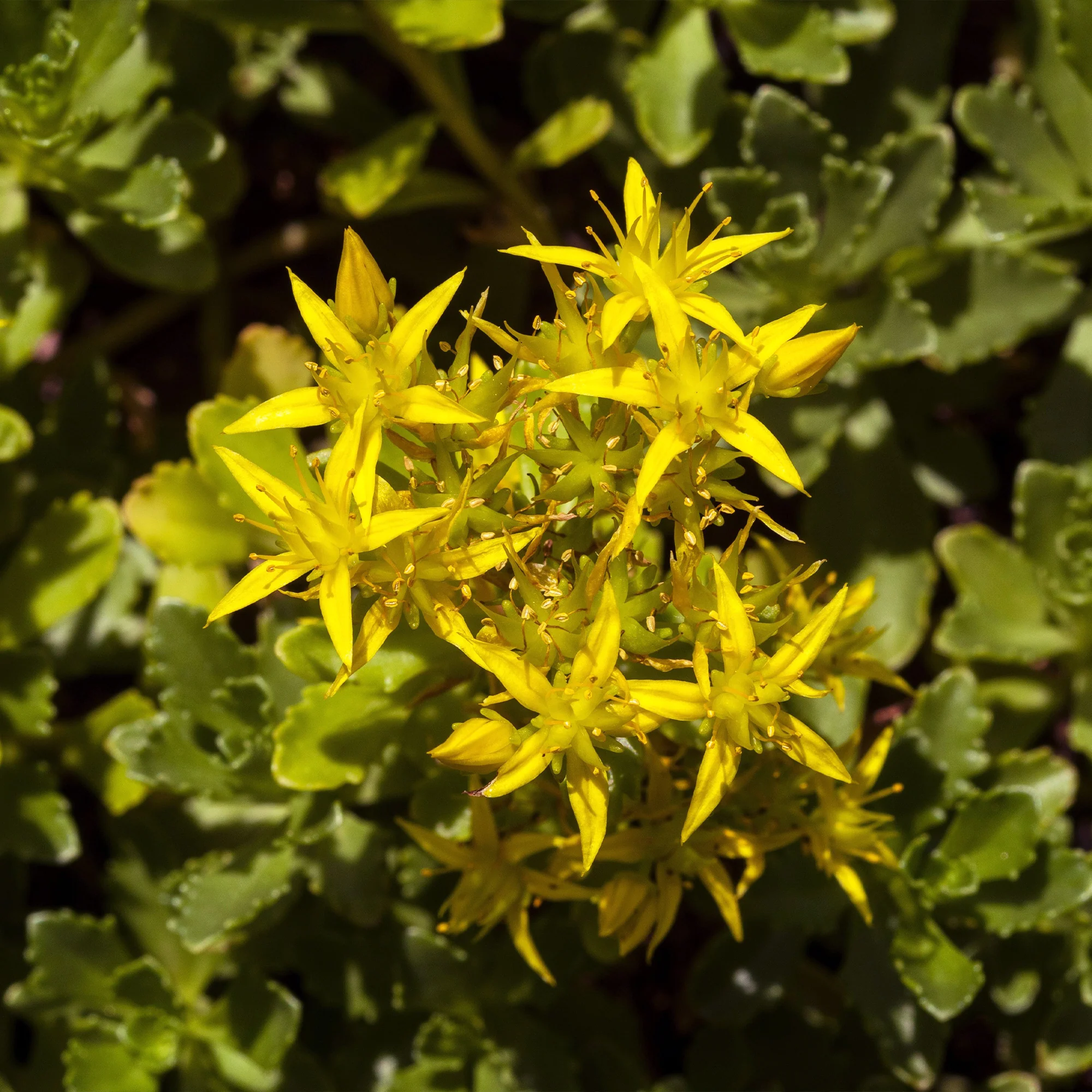 2 Sedum acre - Poivre des murailles - Image 3