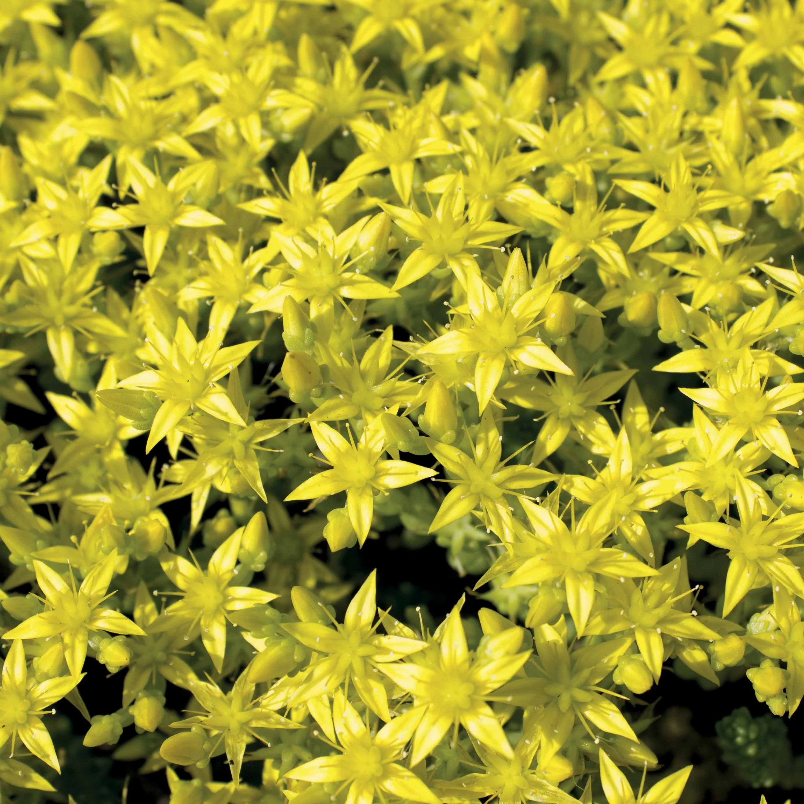 2 Sedum acre - Poivre des murailles - Image 4
