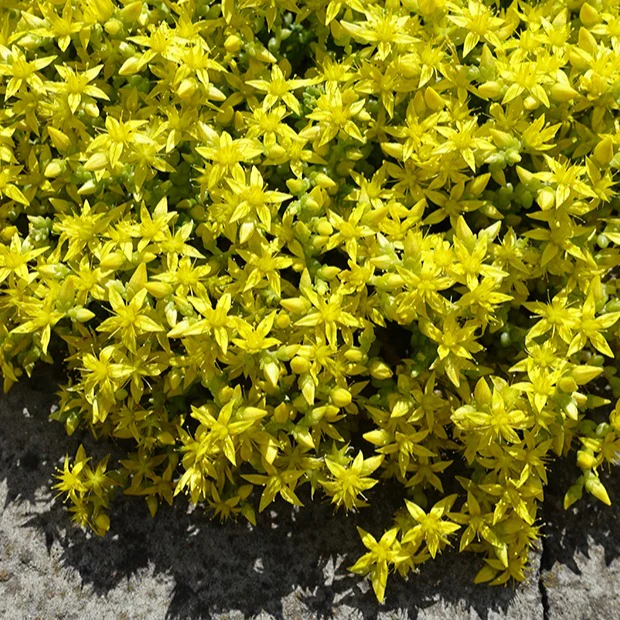 2 Sedum acre - Poivre des murailles - Image 5