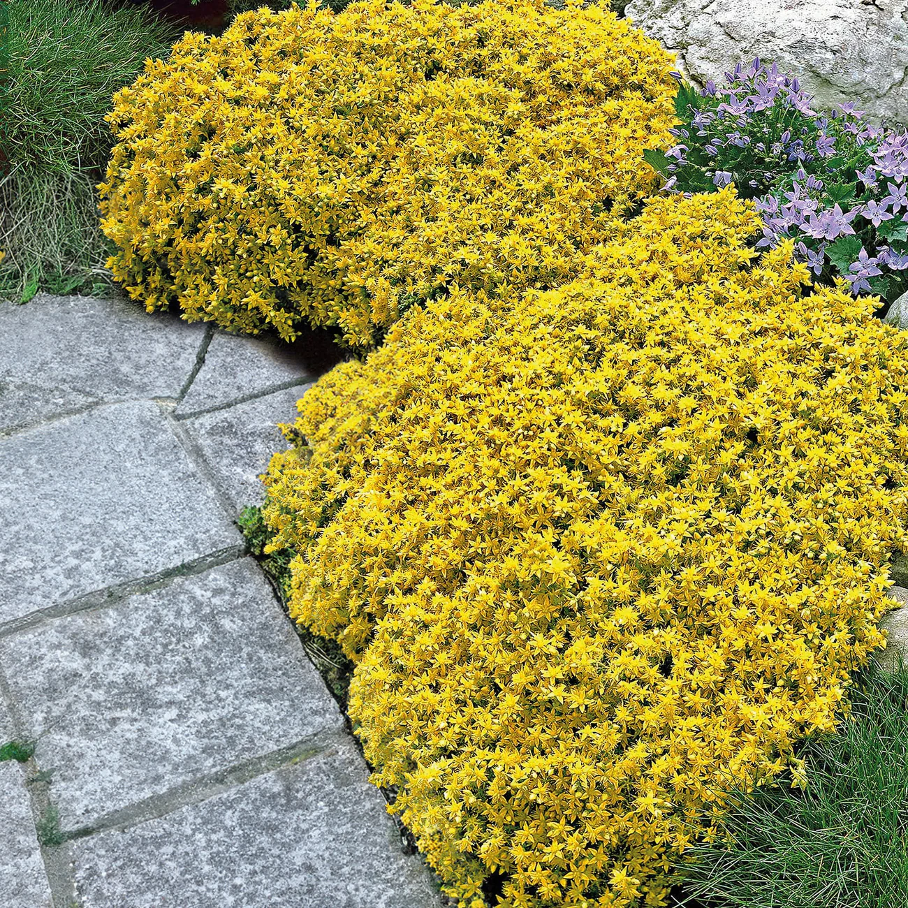 2 Sedum acre - Poivre des murailles - Image 7