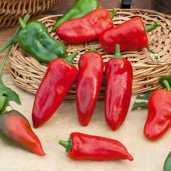 Poivron 'Piquillo ' - Image 2