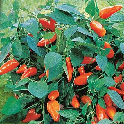 Poivron pour pot Tangerine Dream F1