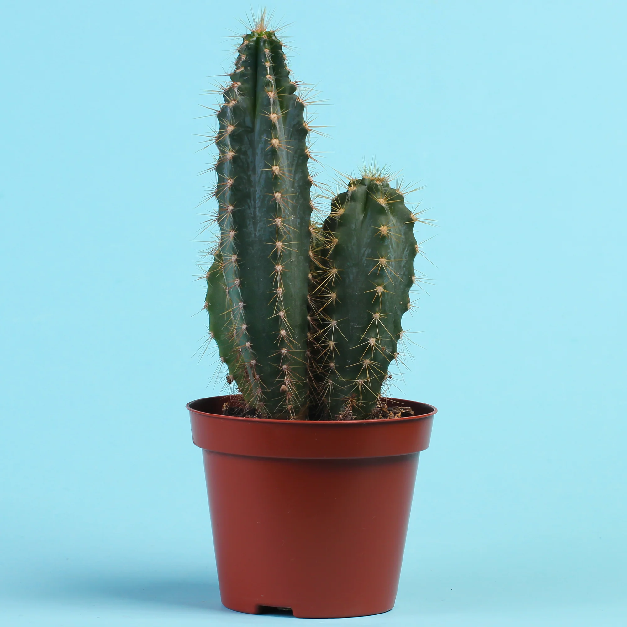 Polaskia Chichipe