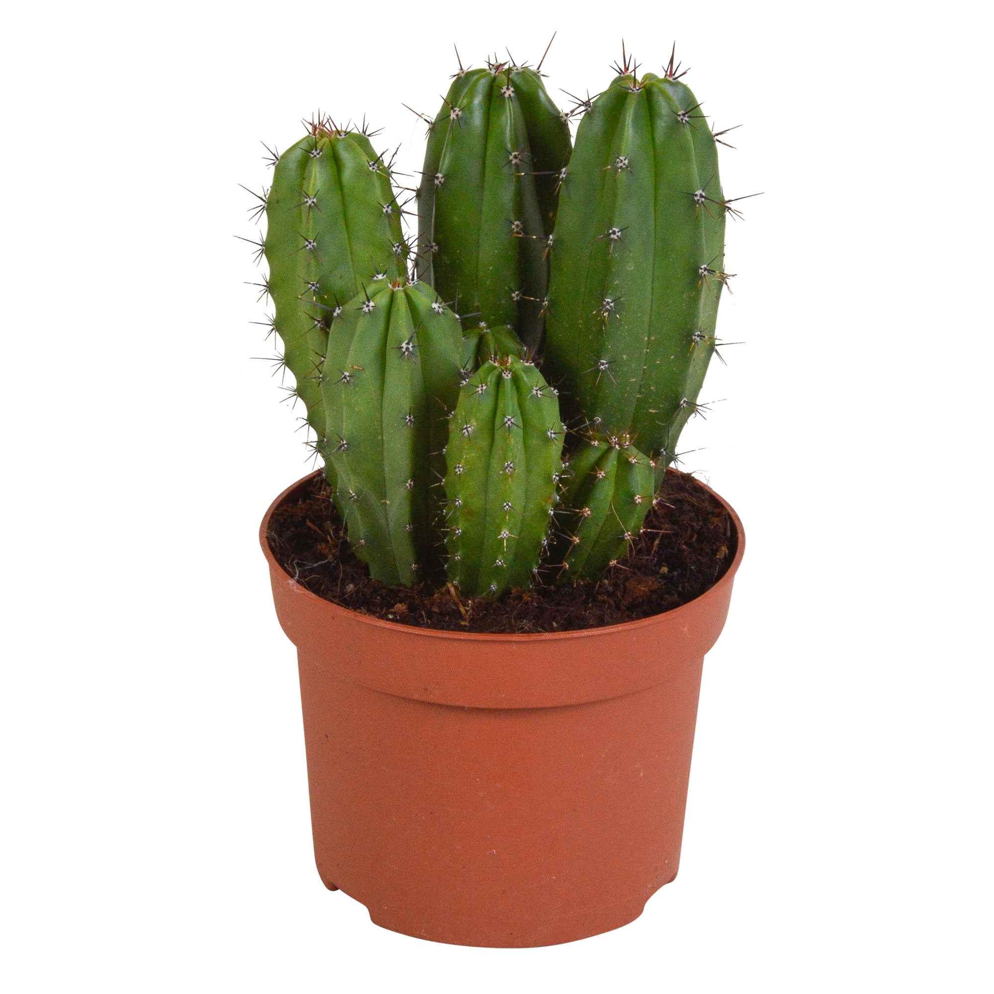 Polaskia Chichipe - Image 2