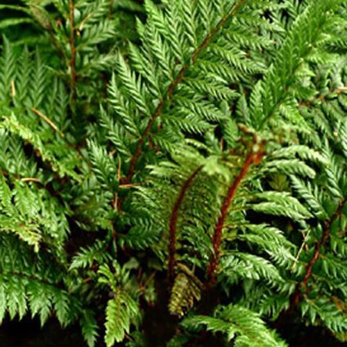 Polystic à feuille de houx Siny Holly Fern - Fougère