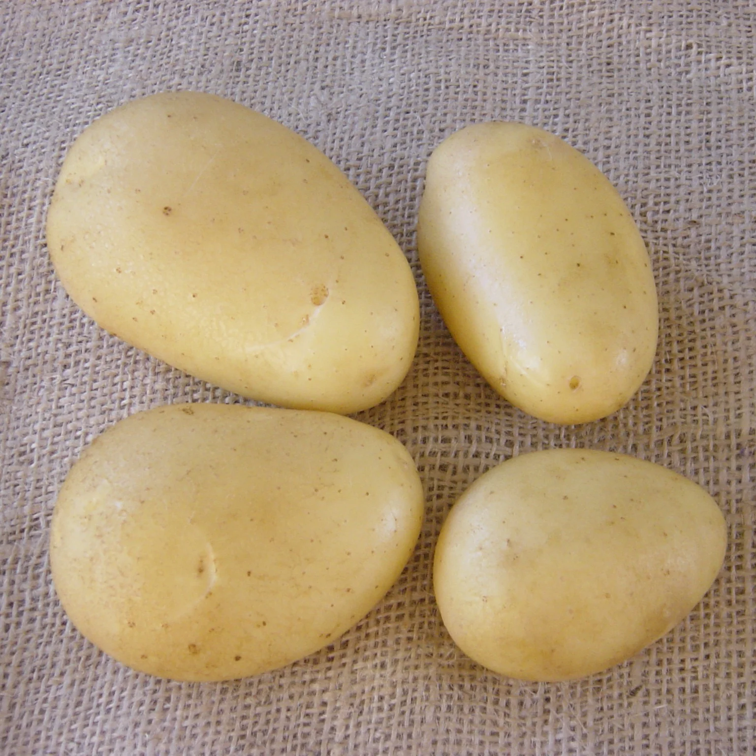 25 Pommes de terre Caesar - Image 3