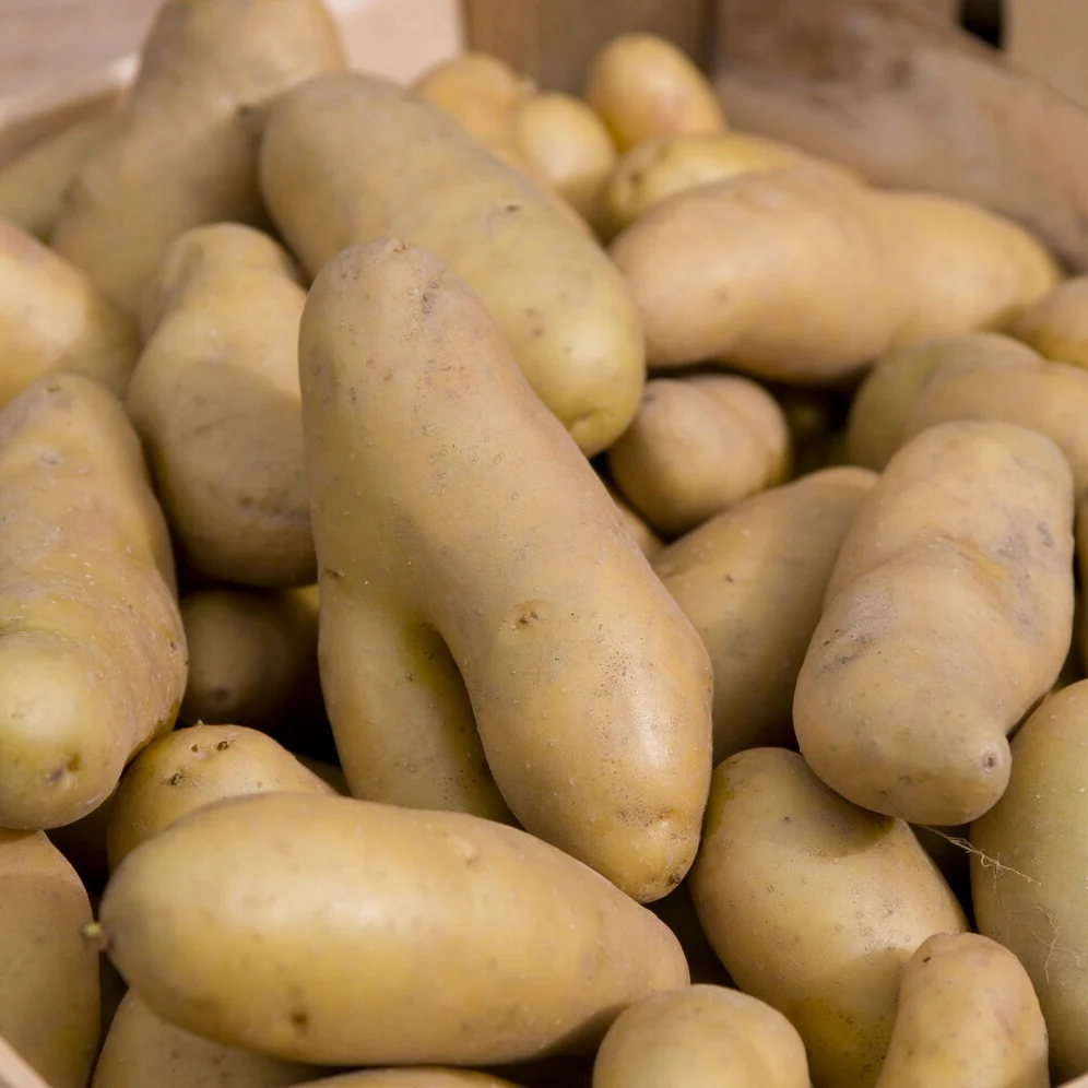 25 Pommes de terre Ratte - Image 2