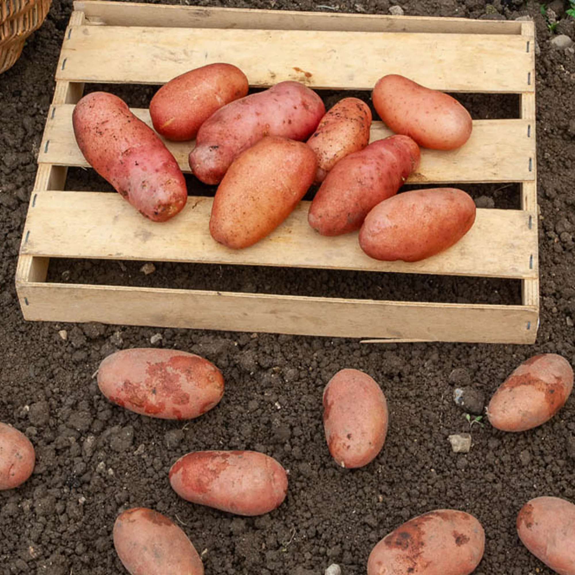 Pomme de terre Rose de France - Cirielle - Image 2