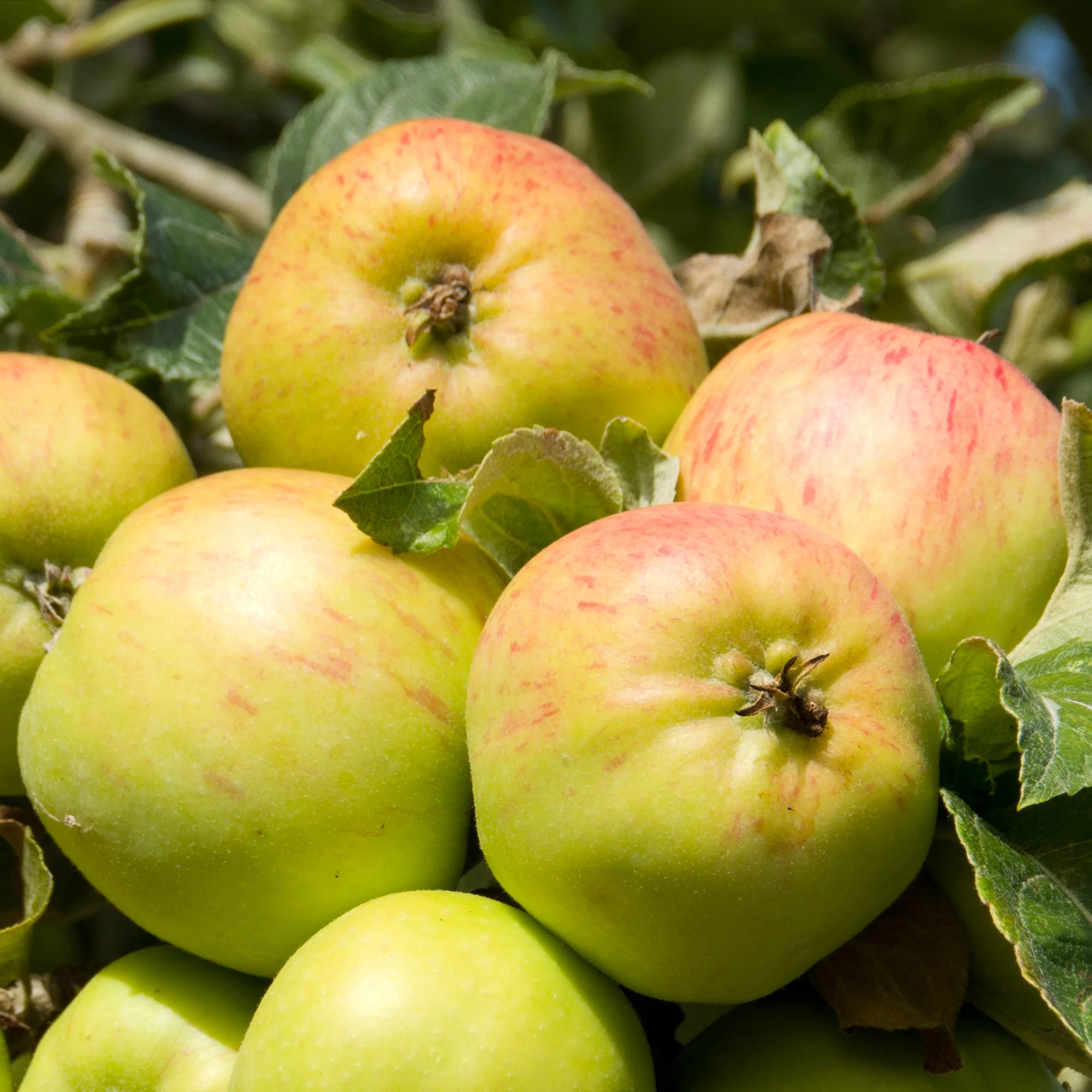 Pommier Bramley's Seedling