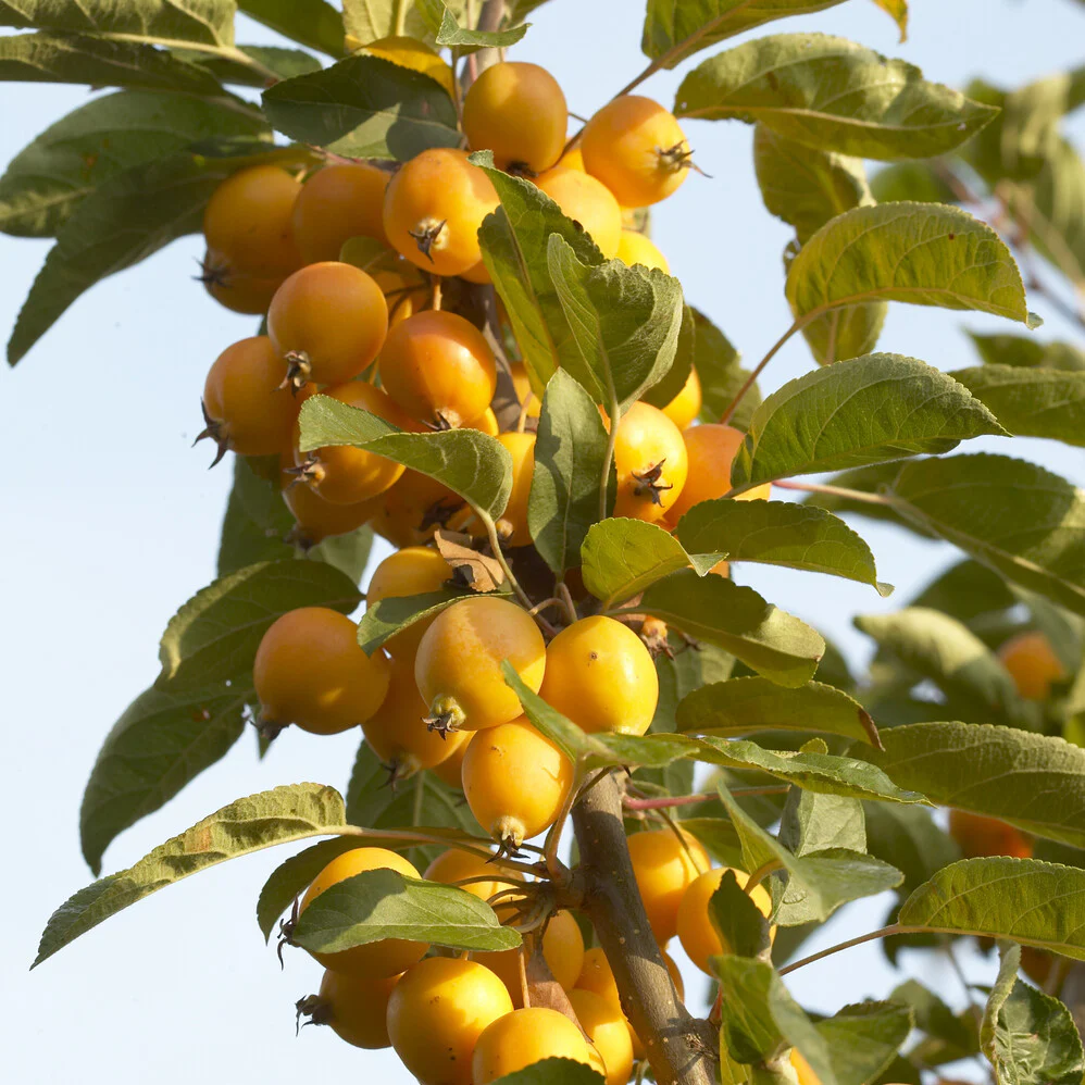 Pommier d'ornement Golden Hornet