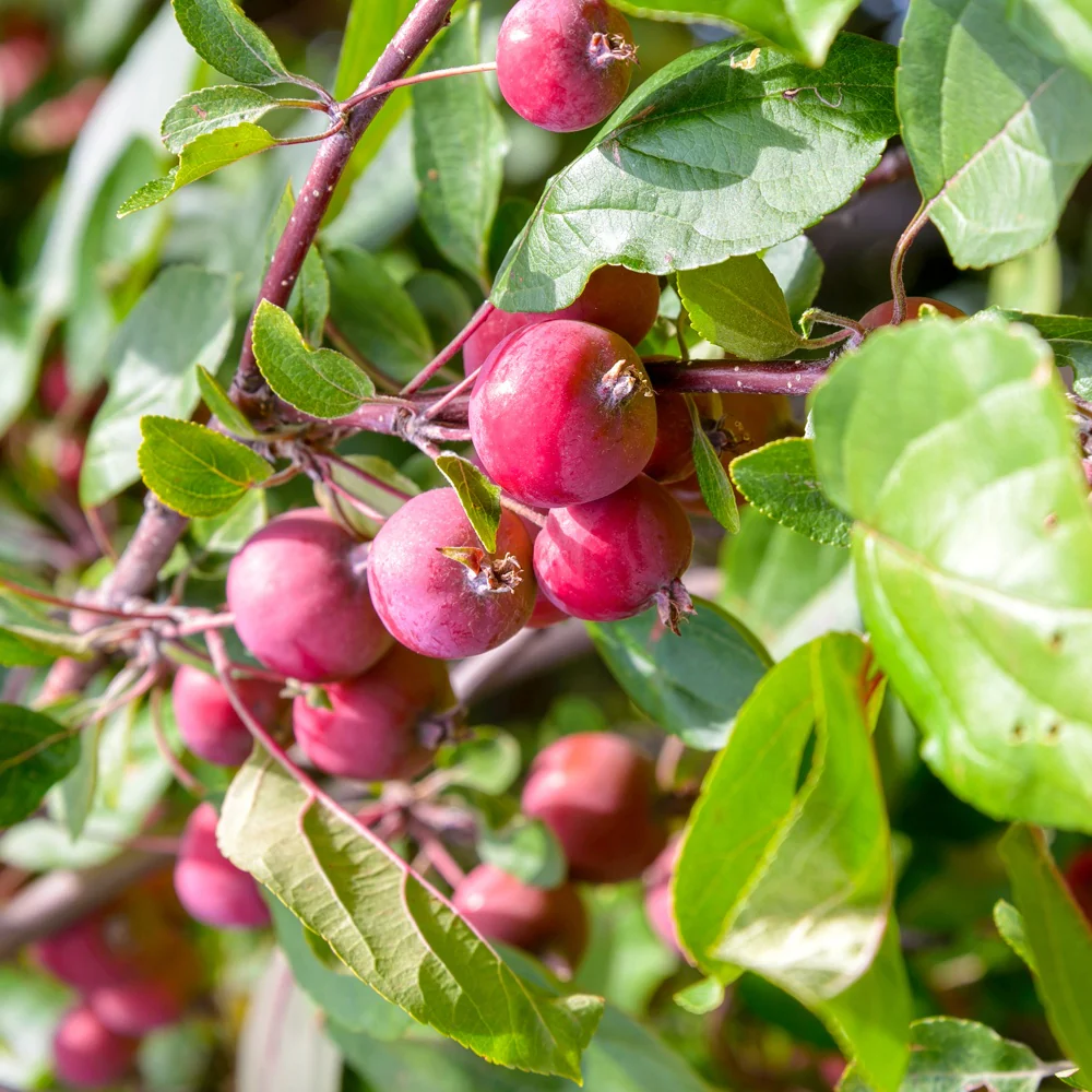 Pommier d'ornement Red Sentinel
